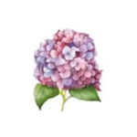 Hortensia 1