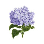 Hortensia 5