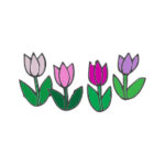 Tulipanes